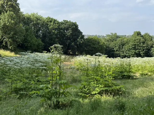Eine Wiese im Sonnenschein, im Hintergrund Bäume. Der größte Teil der Wiese ist mit dicht stehenden Riesenbärenklaupflanzen mit großen, weißen Doldenblüten bewachsen.