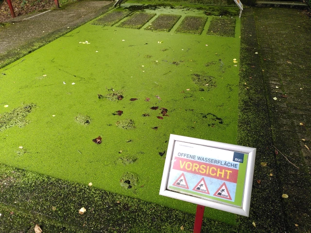 Ein rechteckiger Teich, der komplett mit Entengrütze bedeckt ist. Im Vordergrund ein Schild: „Offene Wasserfläche VORSICHT“.