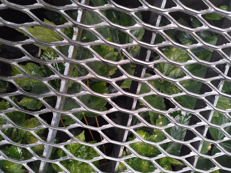 Ein Metallgitter, von oben betrachtet, durch das man viele Blätter sieht, die sich dem Licht entgegenrecken. Kein Blatt und kein Zweig ragt über das Gitter hinaus.