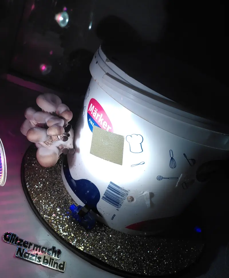 Ein Plastikeimer, an dem aus einem kleinen Loch eine Menge Pilzfruchtkörper herauswachsen.