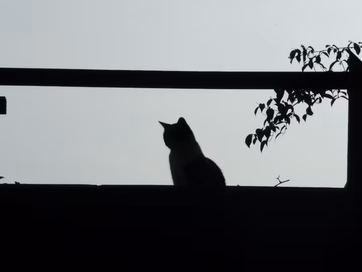 Foto eines Katers vor einem Fenster gegen das Licht. Praktisch sieht man nur einen weißen Hintergrund und einen konturlosen Vodergrund, in dem ein sitzender Kater, ein Zweig mit Blättern und ein paar Teile des Fensters zu erkennen sind.