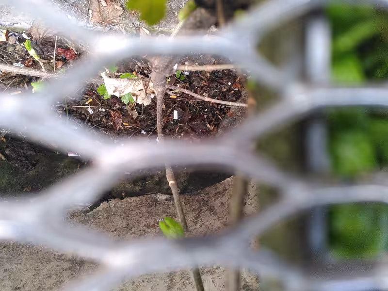 Im Vordergrund verschwommen das Gitter des Lichtschachts und ein bisschen Grün. Darunter, in scharf, ein dünner Stamm und ein paar junge Blätter. Der Stamm endet in einer Humusschicht am Boden des Lichtschachts.